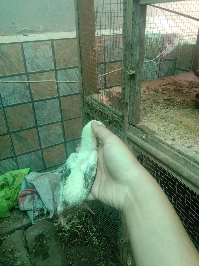 Shamo chicks 4