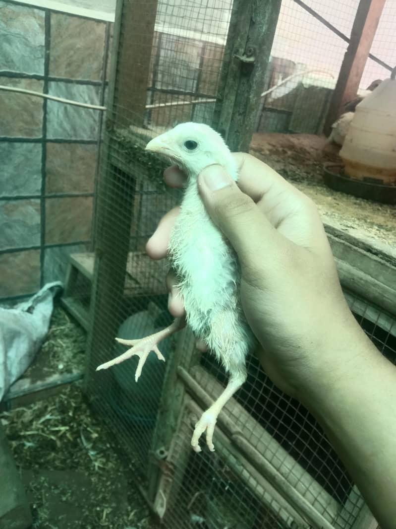 Shamo chicks 5