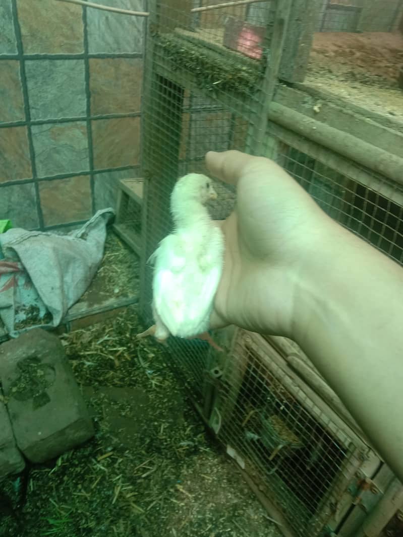 Shamo chicks 6