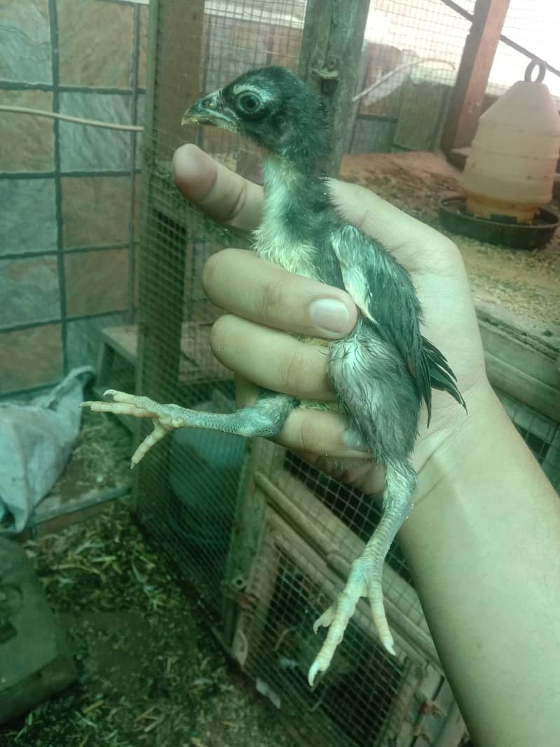 Shamo chicks 7