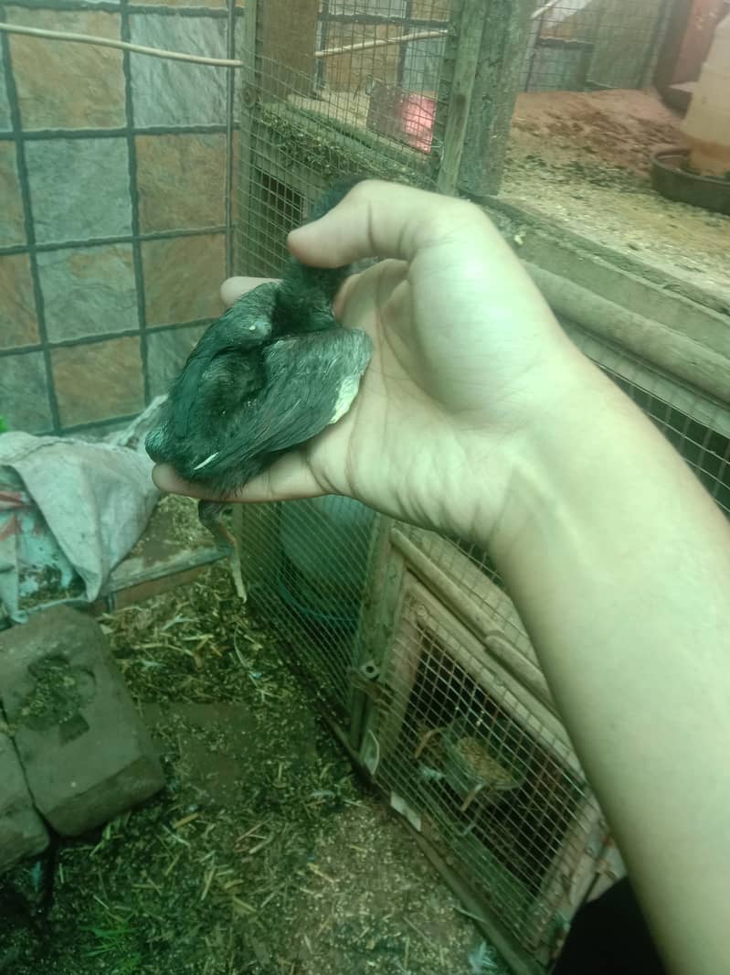 Shamo chicks 8