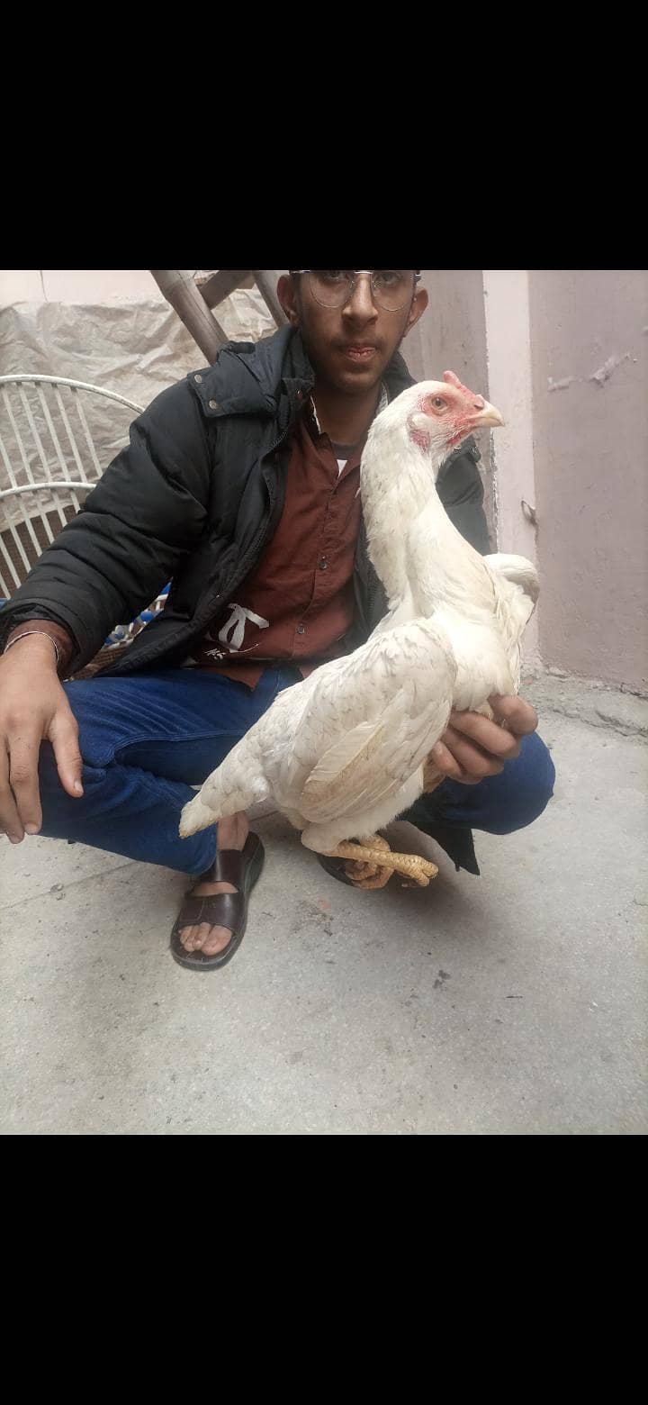 Shamo chicks 9