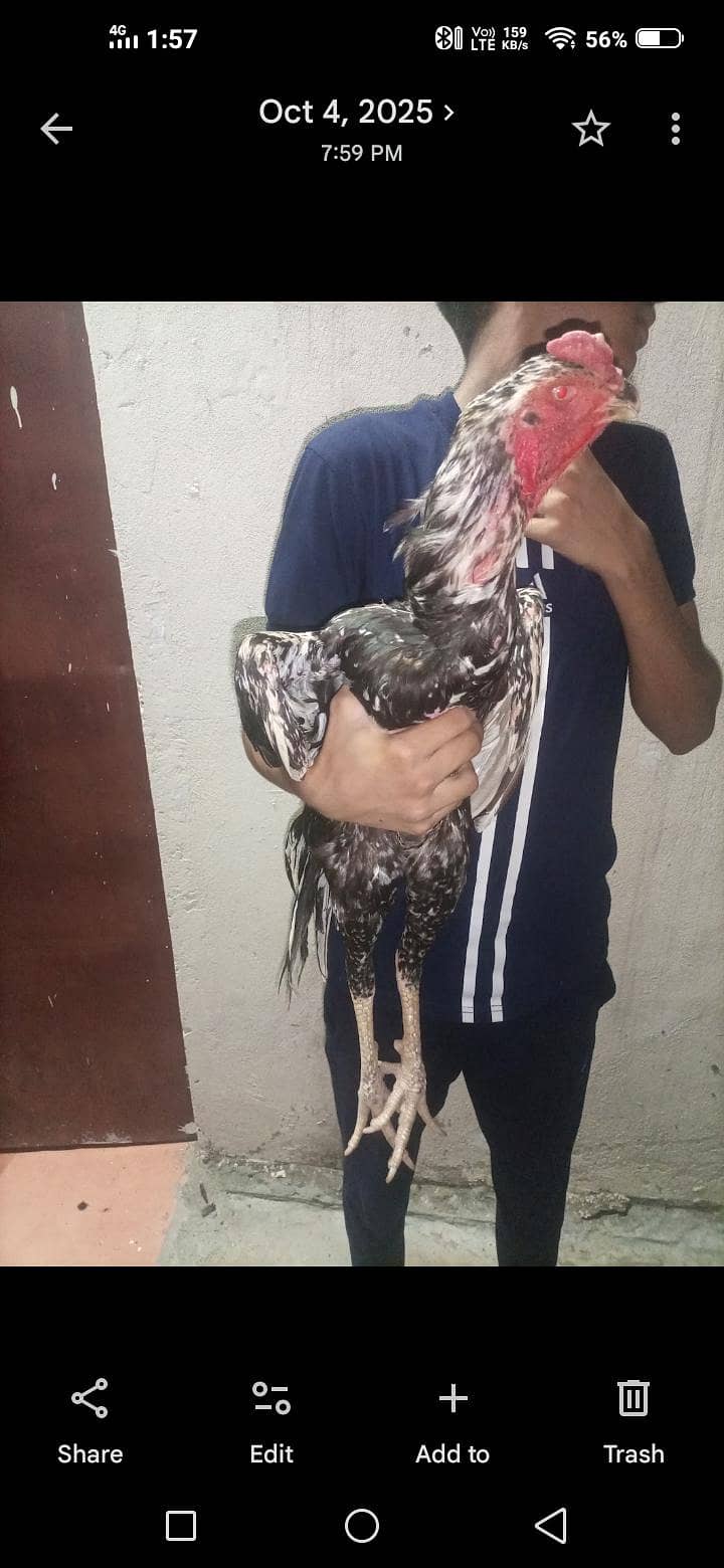Shamo chicks 10