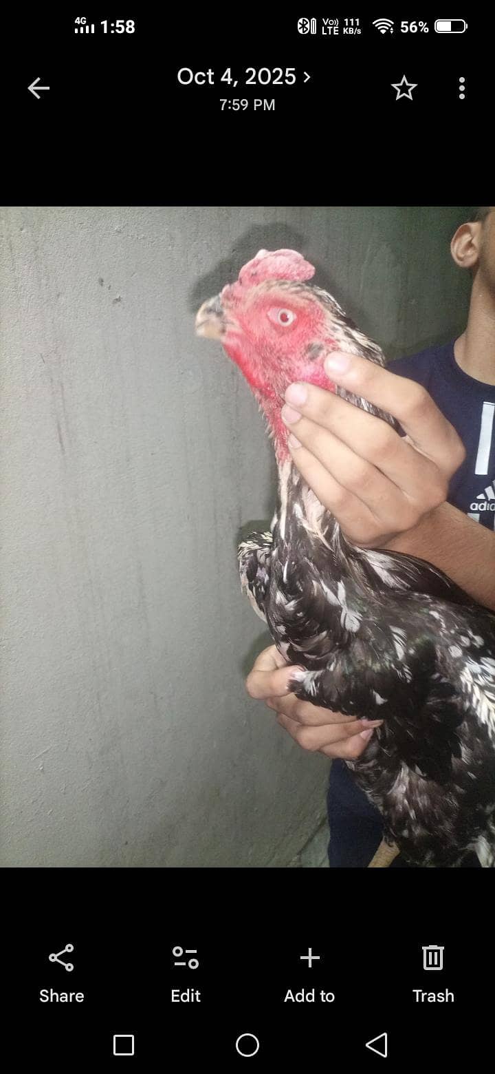 Shamo chicks 11