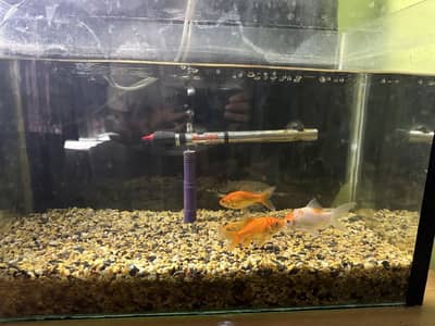 Fish Aquarium