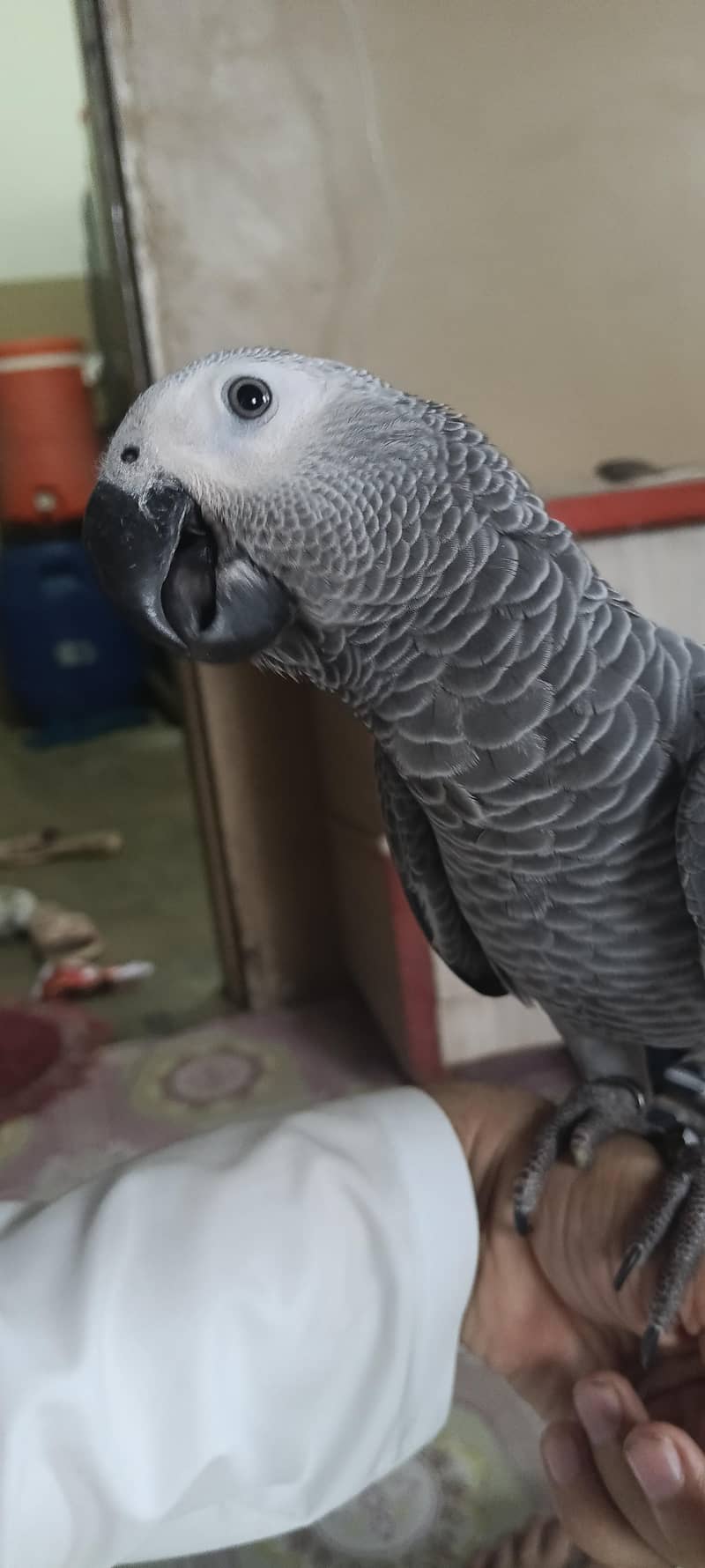 gray parrot 2