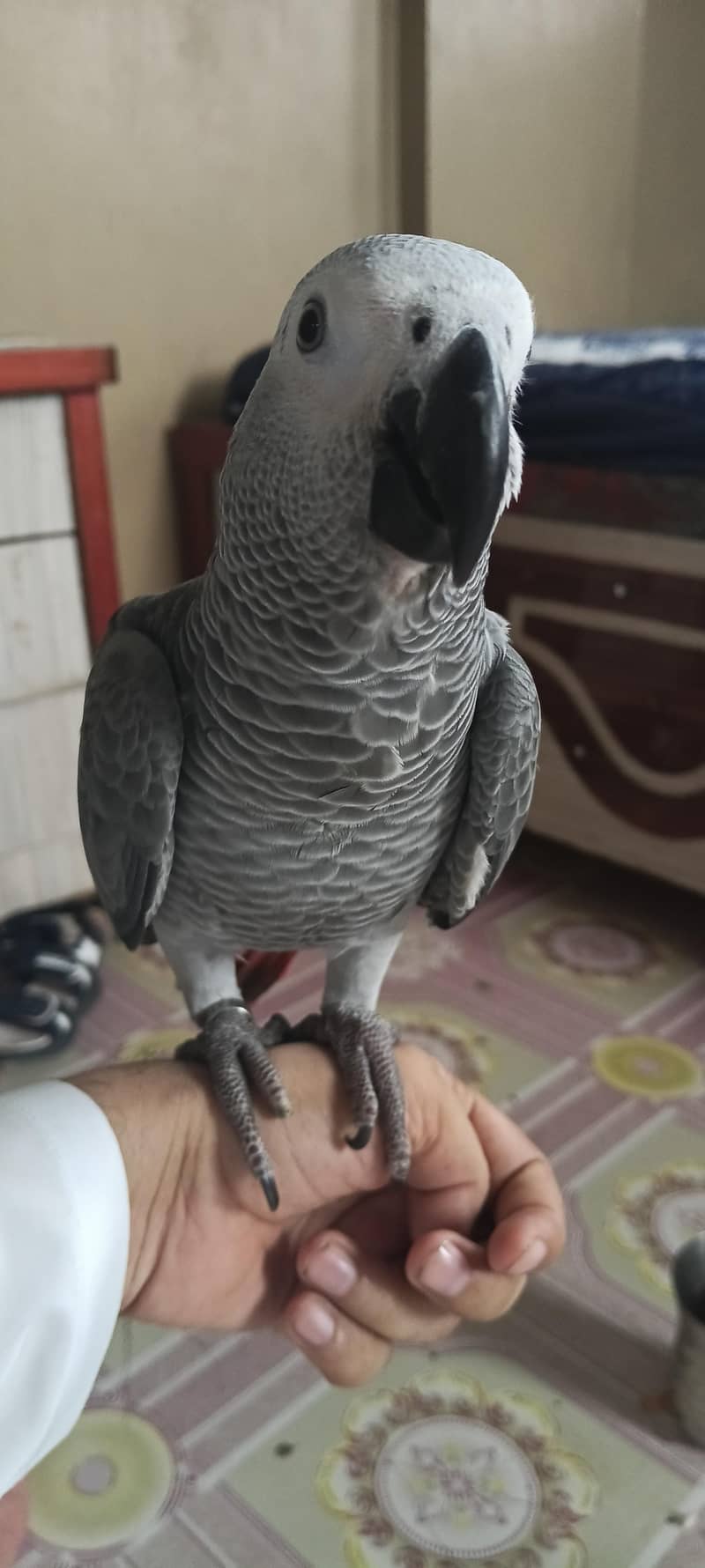 gray parrot 4