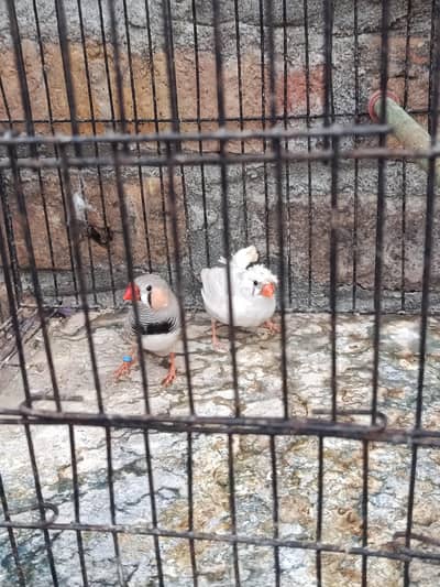 finch breeder pair for sale