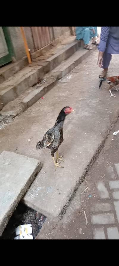 aseel saleta male and female sale munasib rate per high quality chiz h