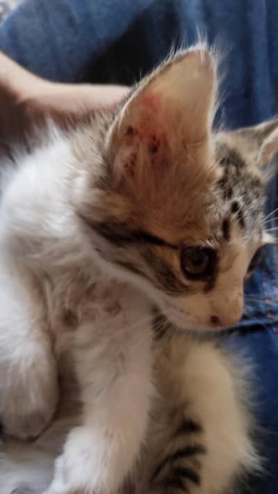 Persian male cat 4 pairs 7000 each