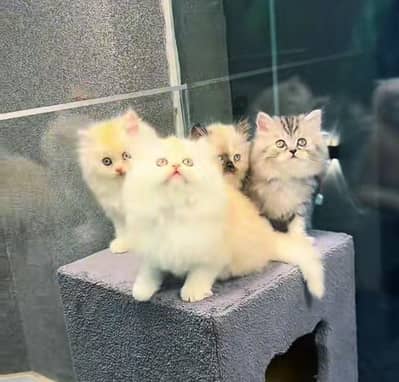 Persian | kittens | Cats | Billi | Kitty |  WA 0348 | 0290 | 146
