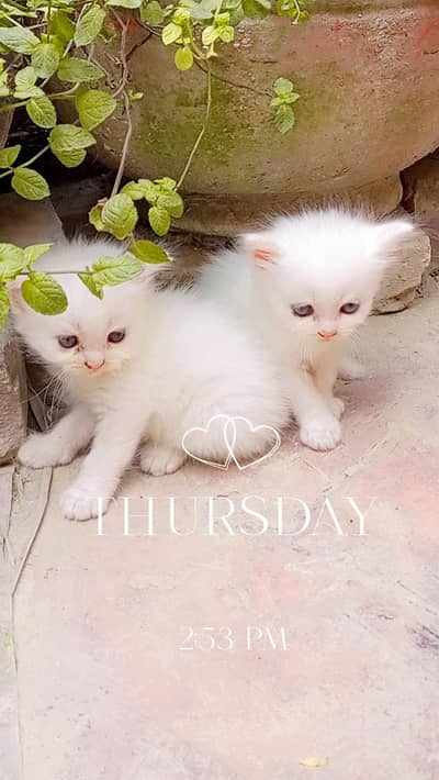 White Persian blue and grey eyes kitten