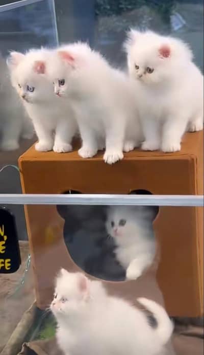 Persian | kittens | Cats | Billi | Kitty |  WA 0348 | 0290 | 146