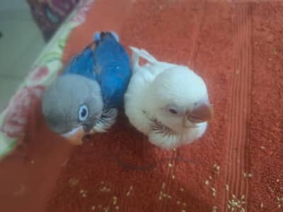 love bird