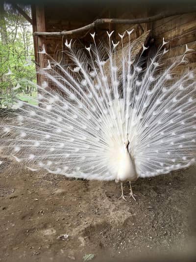 3 peacocks for sale