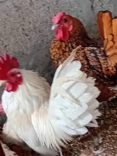 Australorp Hen Required