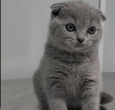 Scottish fold