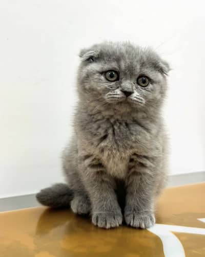 Scottish fold