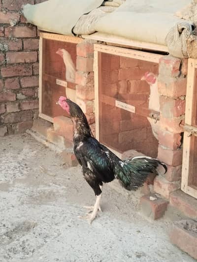 Aseel muska male for sale only serious buyer