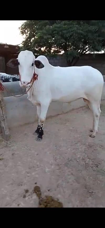 kachaa kheera wachaa