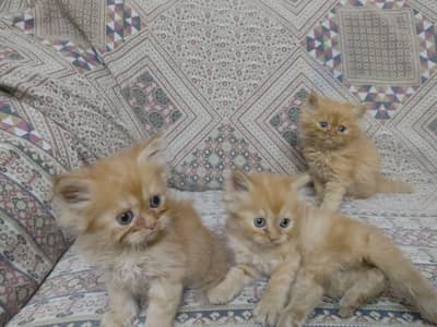 Punch face Persian kittens for sale