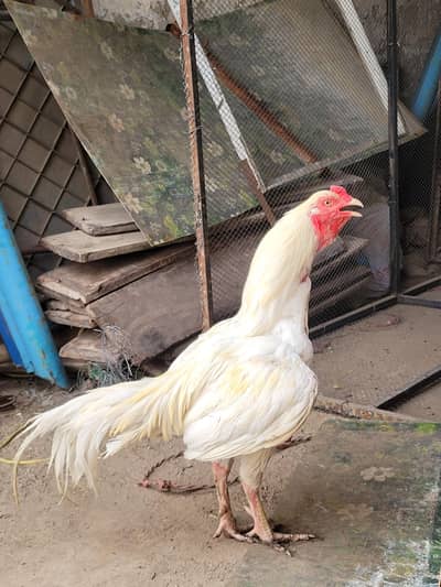 white aseel for sale