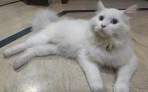 male cat available for sale 0340 7823403