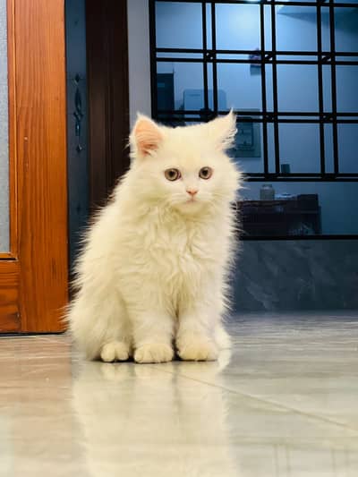 Super Fluffy White and Cream Persian Kittens for Sale in Bahawalpur