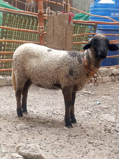 Mundi Longtail Sheep