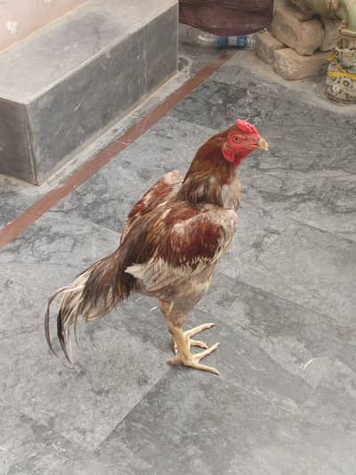 Breeder aseel for sale long hight