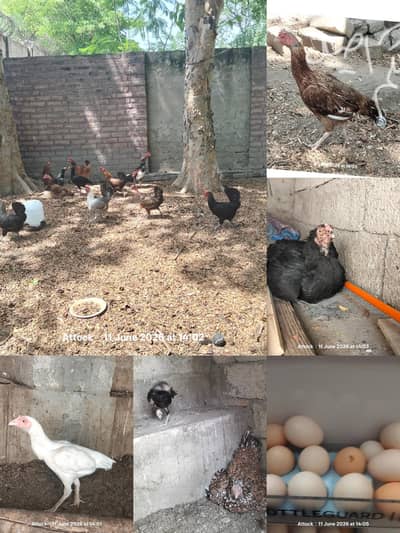 اصیل کڑک اور گولڈن مرغیاں انتہائ مناسب قیمت