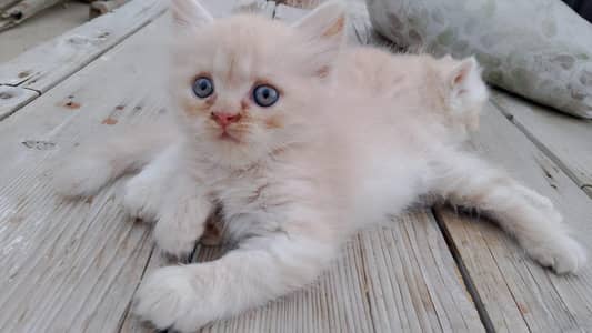 persian cat baby