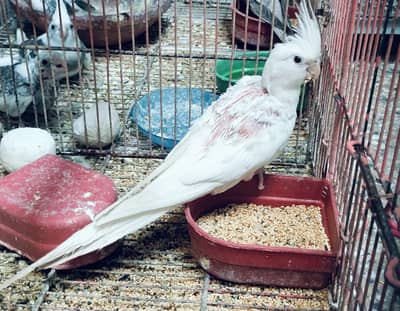 cocktail chiks
