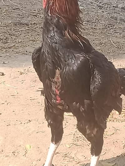 Red and black colour Male