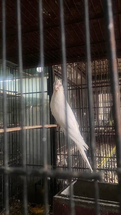 cockatiel