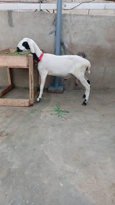 MASHALLAH CHAKKI Wala DUMBA for sale