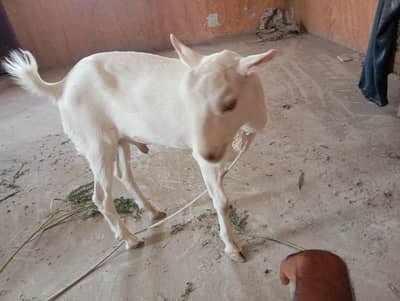 teddi Bakra for sale