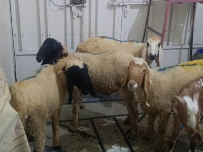Sheep | Chatra