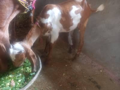 Bakra for sale  03077004931
