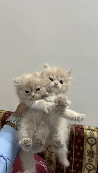 Persian kittens Punch Face Triple Coated
