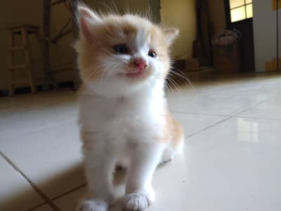 Persian kitten double coat