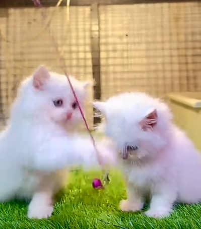 Persian | kittens | Cats | Billi | Kitty |  WA 0348 | 0290 | 146