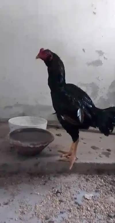 One male 2 Female And 14 chiks