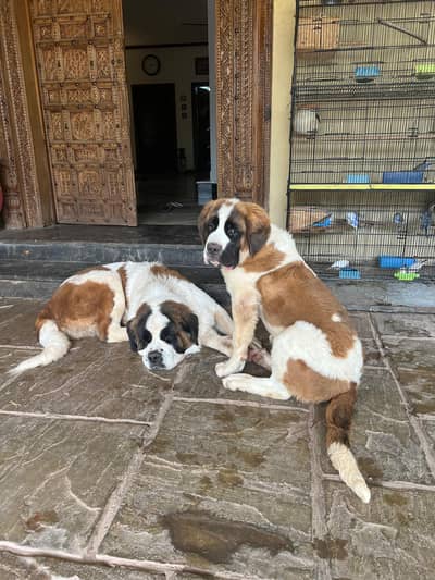 Saint Bernard Pup and Adult for sale
