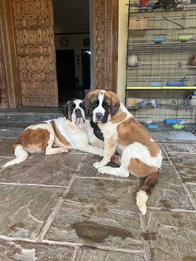 Saint Bernard Dog |Saint Bernard Puppy | saint Puppy / Dog For Sale