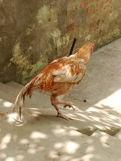 Desi assel murga for sale weight 2.5kg healthy active khana kahuna