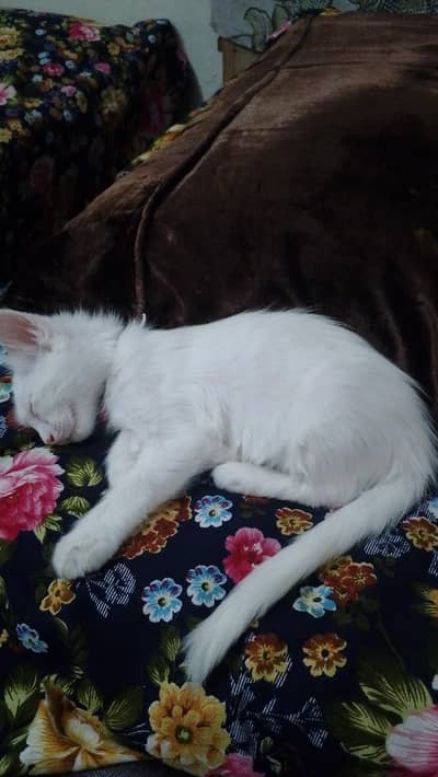 Persian kitten female double cote billu ayes
