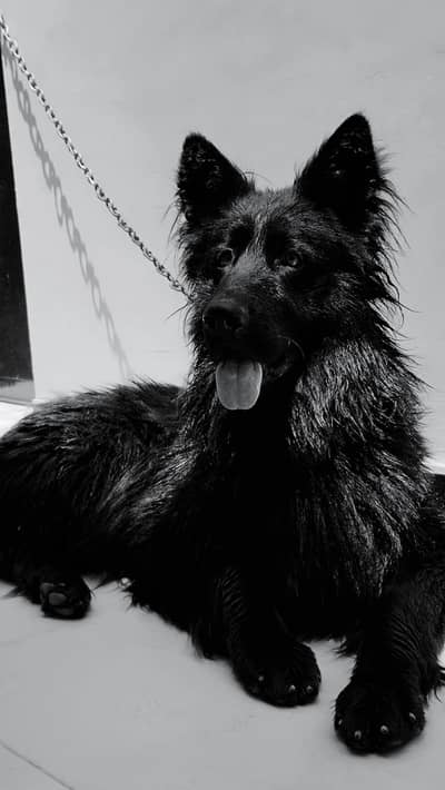 black German shepherd