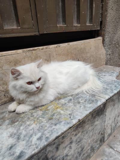 White Cat