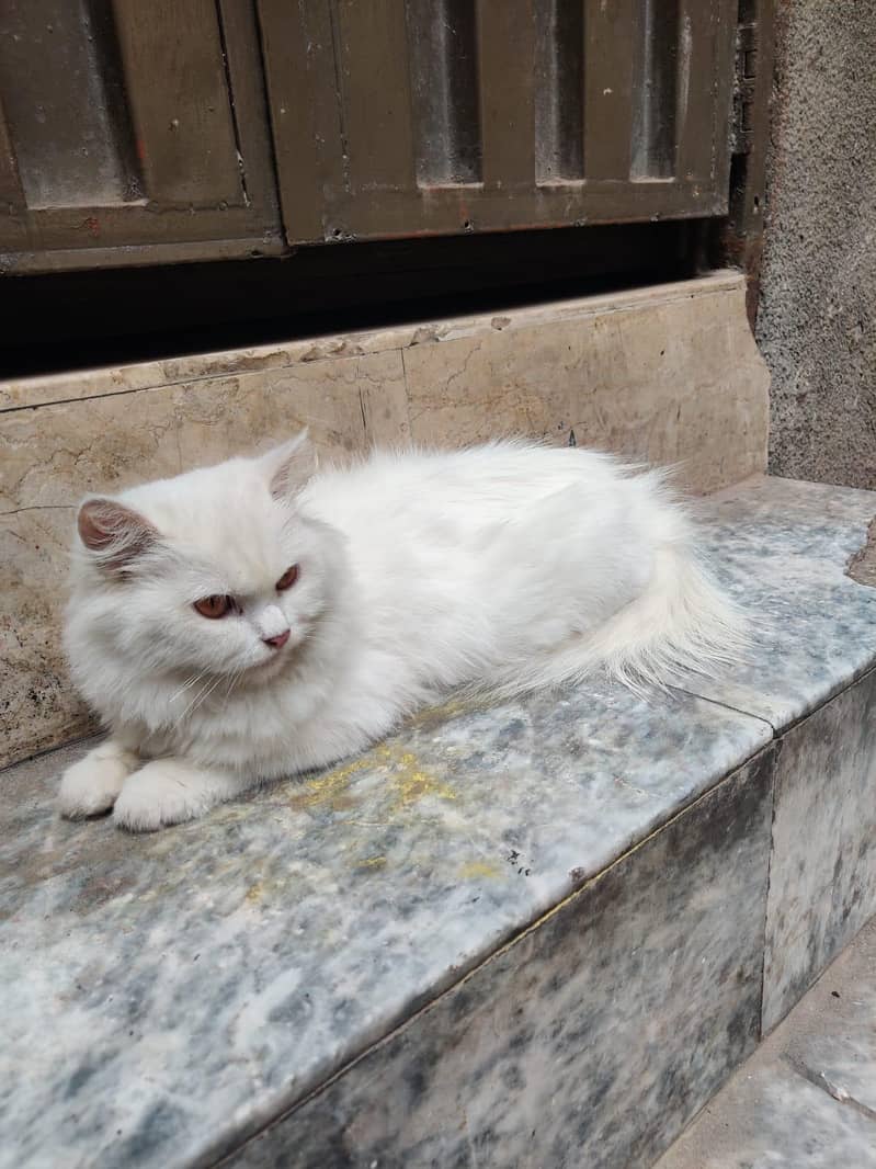 White Cat 0